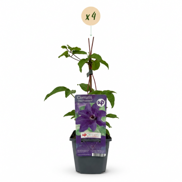 788a461638cb4eb38601bcc5e9252e35bfdce8250ee841fbb8ba5d731970a358.png Clematis „The President“ – Waldrebe – Lila – Kletterpflanze | 4 Stück