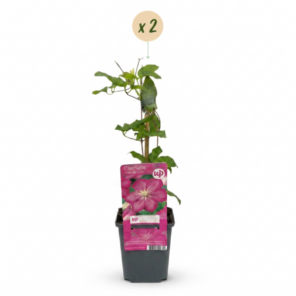 222165eb213d4a90b0a9c66e38a871716cae4cf434f54660aa57f071e1db4403.png Clematis Ville de Lyon – Waldrebe – Rot – Kletterpflanze | 2 Stück