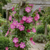 e64262b995e745fdbd4d538db4744a2e6843e5ebd2604985a43955ad3224bdcb.png Clematis Ville de Lyon – Waldrebe – Rot – Kletterpflanze | 2 Stück