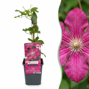 f8aaa341553147cdbdb7f8c786996bcac1df9ffc3c264c31bfbf6f5c7bb096d4.png Clematis Ville de Lyon – Waldrebe – Rot – Kletterpflanze | 2 Stück