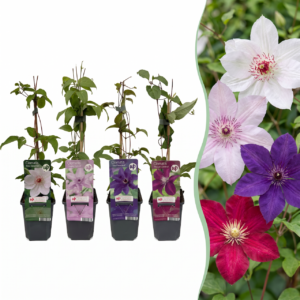 235da0d1302a46edbe4a212972961796c0ad510c66f4438b96b15de387f1409e.png Clematis Rainbow – Waldrebe – Violett – Rot – Rosa – Weiß – Kletterpflanze | 8 Stück