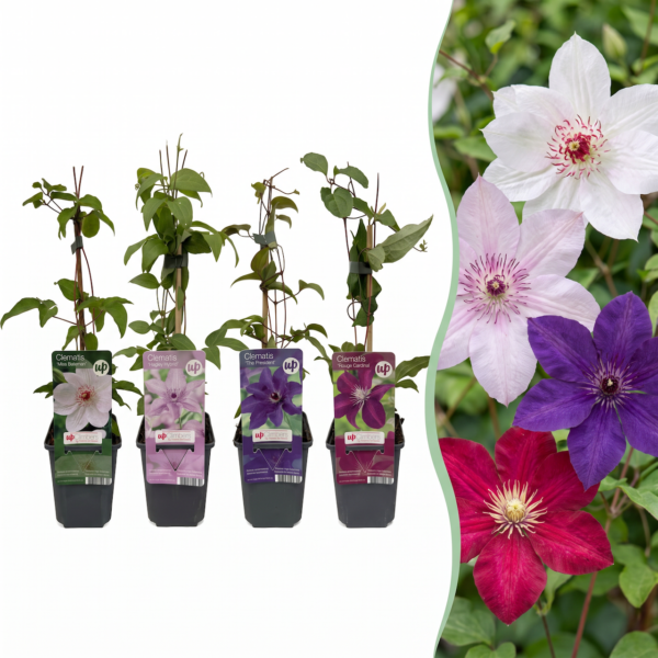 235da0d1302a46edbe4a212972961796c0ad510c66f4438b96b15de387f1409e.png Clematis Rainbow – Waldrebe – Violett – Rot – Rosa – Weiß – Kletterpflanze | 8 Stück