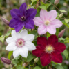 4452ac5d20bc4e56b399a36e9afcd95d161afacf48be41e3ace6d666d4db302c.png Clematis Rainbow – Waldrebe – Violett – Rot – Rosa – Weiß – Kletterpflanze | 8 Stück
