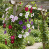 803bc28a1663494bb5cd46838deac858ec18dbfd0d194d79b0b4519850373d14.png Clematis Rainbow – Waldrebe – Violett – Rot – Rosa – Weiß – Kletterpflanze | 8 Stück