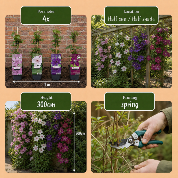 85ef34050b524001bcadf4be19588a772d2ba04f36cd4c91802b5f2d543798a1.png Clematis Rainbow – Waldrebe – Violett – Rot – Rosa – Weiß – Kletterpflanze | 8 Stück