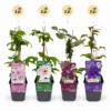 dc8aaea6d1af459793783f5b612ee3c216437b4317da42cb80962182ed953fb9.png Clematis Rainbow – Waldrebe – Violett – Rot – Rosa – Weiß – Kletterpflanze | 8 Stück