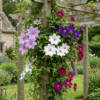 e99e94f12a154d73afdef7cd82a6071c07406be2e5524ea3ae75954dc6fc1199.png Clematis Rainbow – Waldrebe – Violett – Rot – Rosa – Weiß – Kletterpflanze | 8 Stück
