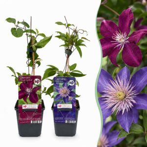 7739f18d0dc24a4085c0a9f24c20d3f6e172fc83b69e42c6bf1f8f9b3b421de8.jpg Clematis Duo Blau & Rot – Waldrebe Duo Blau & Rot – Blau – Rot – Kletterpflanze | 4 Stück