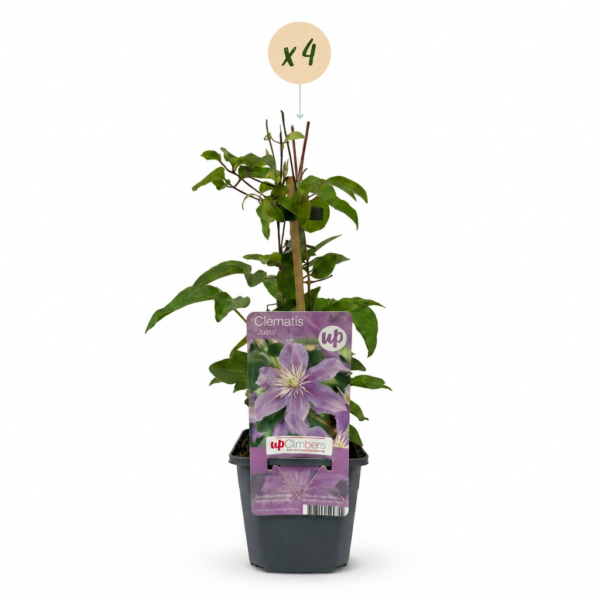 035cb6c9d90245689f93c30c26e5ae37b335706a5ddb4307bb9c369a7bbf1551.png Clematis Justa – Waldrebe – Hellblau – Kletterpflanze | 4 Stück