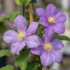 783bea0ff67f4381bedb470c714c406be3b3f19fc3d241efbe67c95eacf9db93.png Clematis Justa – Waldrebe – Hellblau – Kletterpflanze | 4 Stück