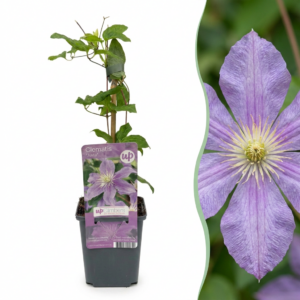 e2af4239583f4a5285358b40e5708b3fd2ee93a499044ad1895f4c2f376d93ac.png Clematis Justa – Waldrebe – Hellblau – Kletterpflanze | 4 Stück