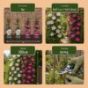 Clematis Duo Pink & White – Waldrebe – Weiß – Rosa – Kletterpflanze | 4 Stück