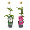 Clematis Duo Pink & White – Waldrebe – Weiß – Rosa – Kletterpflanze | 4 Stück