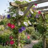 9fc7e0cec4e140b88f7463fe7dc0fd03a912bc4a335a49b59867d10bd6fa13d7.jpg Clematis Tricolour – Dreifarbige Waldrebe – Lila – Rosa – Weiß – Kletterpflanze | 6 Stück