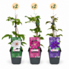 cb178f75bbc34387b6b6b3008c3c19ebf562b73953264a18899a855df19a1977.png Clematis Tricolour – Dreifarbige Waldrebe – Lila – Rosa – Weiß – Kletterpflanze | 6 Stück