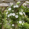Clematis Jackmanii Huldine – Waldrebe – Weiß – Kletterpflanze | 4 Stück