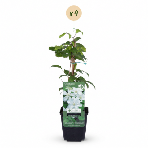 Clematis Jackmanii Huldine – Waldrebe – Weiß – Kletterpflanze | 4 Stück