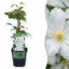 Clematis Jackmanii Huldine – Waldrebe – Weiß – Kletterpflanze | 4 Stück