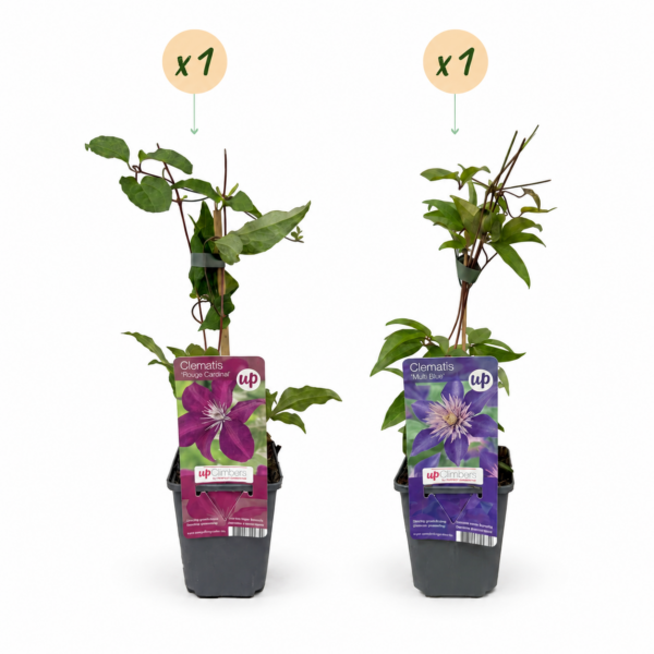 Clematis Duo Blau & Rot – Waldrebe Duo Blau & Rot – Blau – Rot – Kletterpflanze | 2 Stück