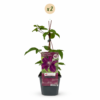 Clematis Rouge Cardinal – Kletterrose Rouge Cardinal – Rot – Kletterpflanze | 2 Stück