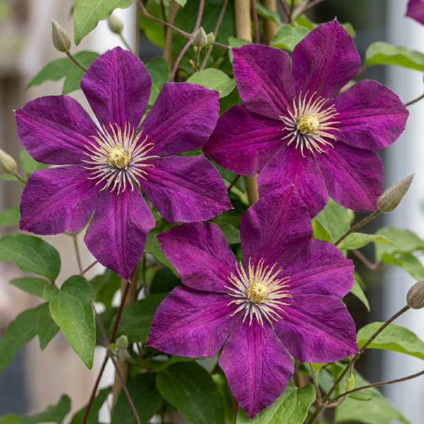 Clematis Rouge Cardinal – Waldrebe „Roter Kardinal“ – Rot – Kletterpflanze