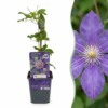 Clematis Multi Blue – Waldrebe – Blau – Kletterpflanze