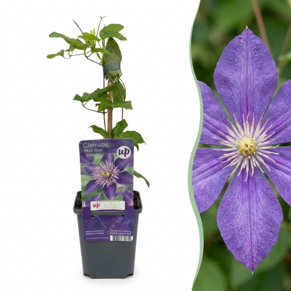 Clematis Multi Blue – Waldrebe – Blau – Kletterpflanze