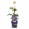 Clematis Multi Blue – Waldrebe – Blau – Kletterpflanze