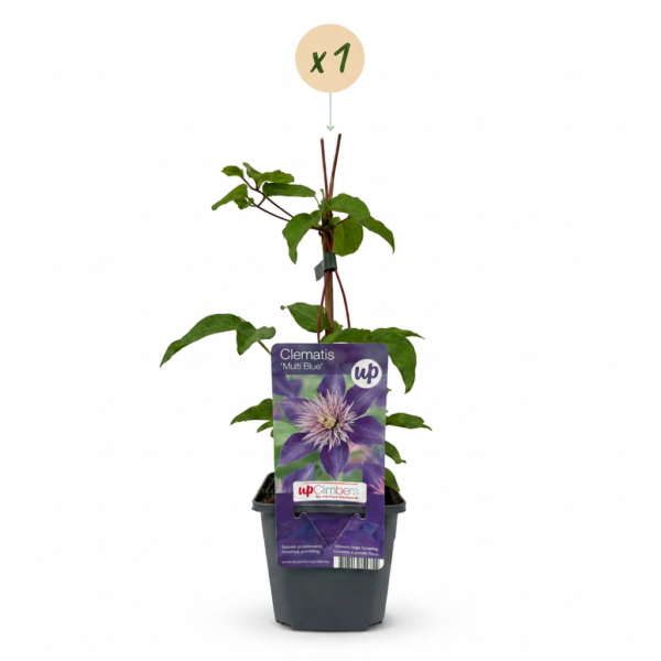 Clematis Multi Blue – Waldrebe – Blau – Kletterpflanze