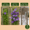 Clematis Multi Blue – Waldrebe – Blau – Kletterpflanze