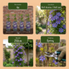 Clematis Multi Blue – Waldrebe – Blau – Kletterpflanze