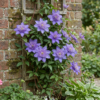 Clematis Multi Blue – Waldrebe – Blau – Kletterpflanze