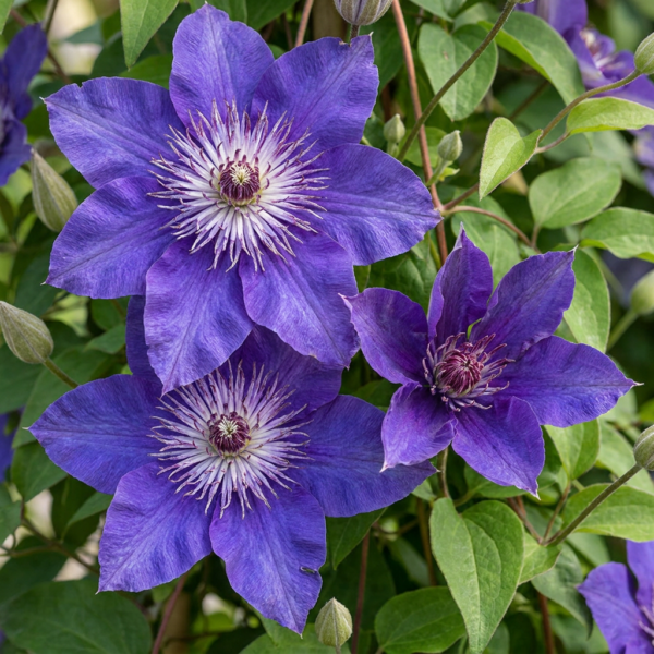 Clematis Multi Blue – Waldrebe – Blau – Kletterpflanze