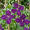01ad06ccb55f4f90ad4aab1227dc509527befaa7bed7403697b05737e8d80b0c.png Clematis Viticella Polish Spirit – Waldrebe – Violett – Kletterpflanze