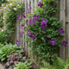 01e25c4f74ce4fc7af48be6f2fe36d14682cadadeed04f5db91675c8d953e9d6.png Clematis Viticella Polish Spirit – Waldrebe – Violett – Kletterpflanze