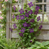 22106de6d8df4cf68df3294cad4123d3711b6dcc5dd045fbbd19382f29592790.png Clematis Viticella Polish Spirit – Waldrebe – Violett – Kletterpflanze