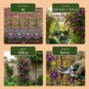 563c48a9f4024c46a15cd4c1cc7e3836fa2e42223bea4753be184fb786dea1bc.png Clematis Viticella Polish Spirit – Waldrebe – Violett – Kletterpflanze