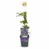 949fc909fc324289bd1cf55399260f51289d63eae1b640a8b662bdf29daf814a.png Clematis Viticella Polish Spirit – Waldrebe – Violett – Kletterpflanze
