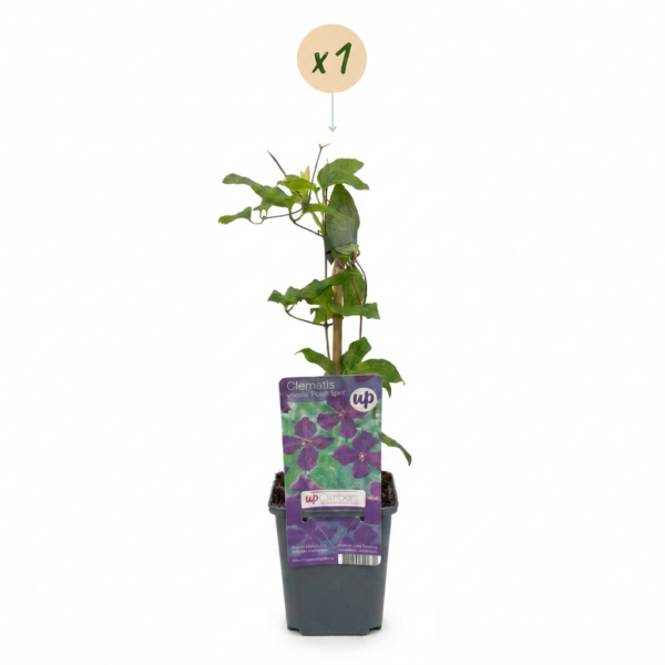 949fc909fc324289bd1cf55399260f51289d63eae1b640a8b662bdf29daf814a.png Clematis Viticella Polish Spirit – Waldrebe – Violett – Kletterpflanze