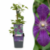 9ee60c62e8024b7c88bfb07d2e3f8cbd775c45f4fb684e1e8967f2b40656e22a.png Clematis Viticella Polish Spirit – Waldrebe – Violett – Kletterpflanze