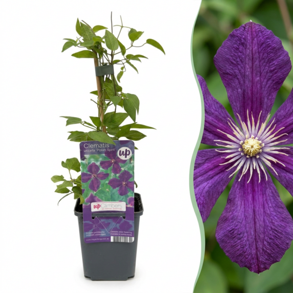 9ee60c62e8024b7c88bfb07d2e3f8cbd775c45f4fb684e1e8967f2b40656e22a.png Clematis Viticella Polish Spirit – Waldrebe – Violett – Kletterpflanze