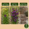 e531820d85124a588acb27e2a086da06e0e0588273f041dab1a7555f629c68b1.png Clematis Viticella Polish Spirit – Waldrebe – Violett – Kletterpflanze