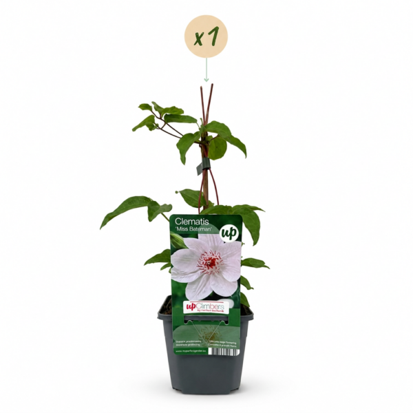 Clematis Miss Bateman – Waldrebe Miss Bateman – Weiß – Kletterpflanze