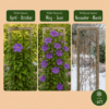 Clematis „The President“ – Waldrebe „The President“ – Violett – Kletterpflanze