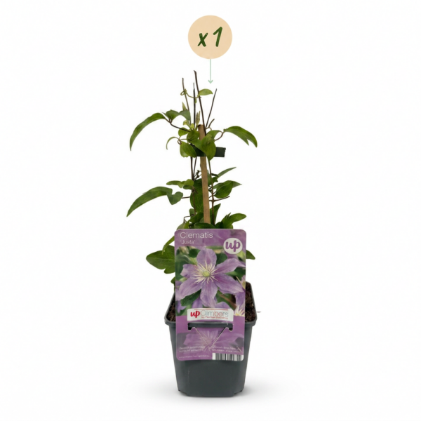 0058d2691f8e4dccbe56d3b65acf190af26273af74614b3c88e6ce0eaa42df13.png Clematis Justa – Waldrebe – Hellblau – Kletterpflanze