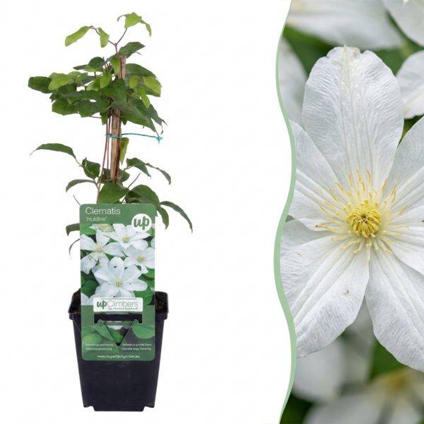 Clematis Jackmanii Huldine – Waldrebe – Weiß – Kletterpflanze