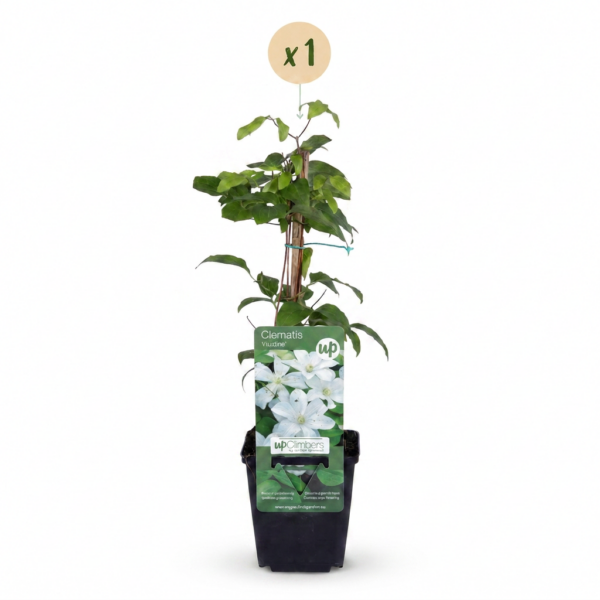 Clematis Jackmanii Huldine – Waldrebe – Weiß – Kletterpflanze