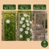 Clematis Jackmanii Huldine – Waldrebe – Weiß – Kletterpflanze