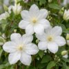 Clematis Jackmanii Huldine – Waldrebe – Weiß – Kletterpflanze