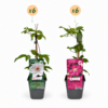 Clematis Duo Pink & White – Waldrebe – Weiß – Rosa – Kletterpflanze | 12 Stück
